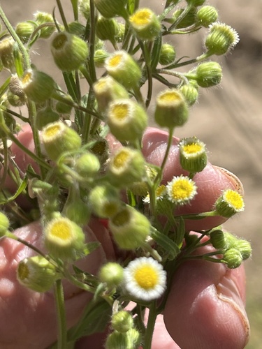 Manzanilla Horseweed (Erigeron laevigatus)