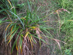Carex trifida