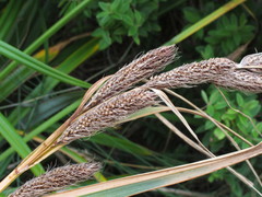 Carex trifida