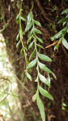 Tmesipteris