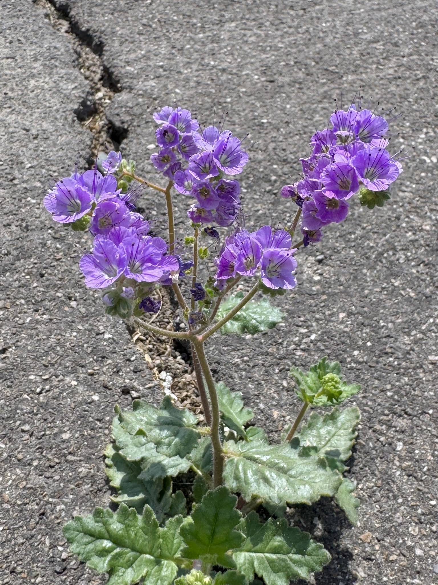 Phacelia crenulata