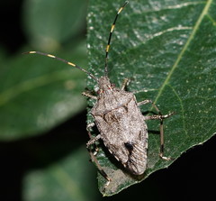 Austromalaya