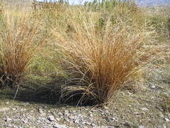 Carex buchananii