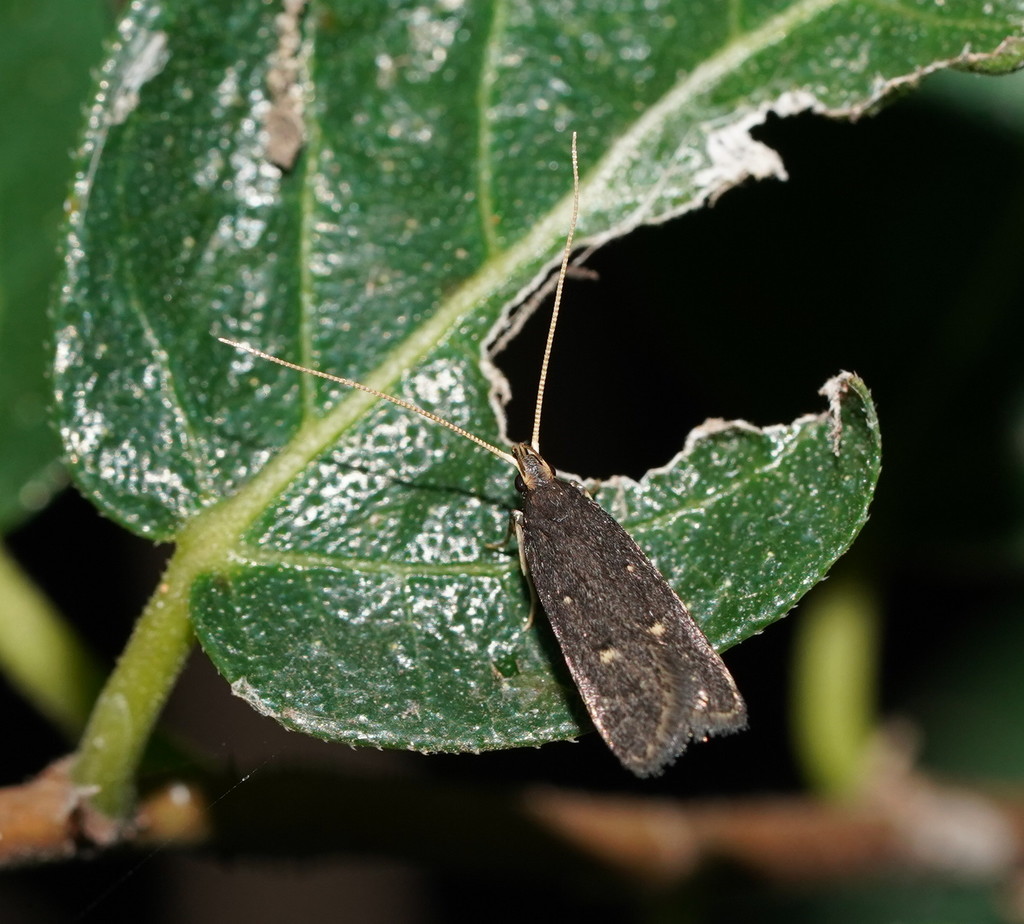 Lecithocera eumenopis
