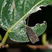 Lecithocera eumenopis - Photo (c) Reiner Richter,  זכויות יוצרים חלקיות (CC BY-NC-SA), הועלה על ידי Reiner Richter