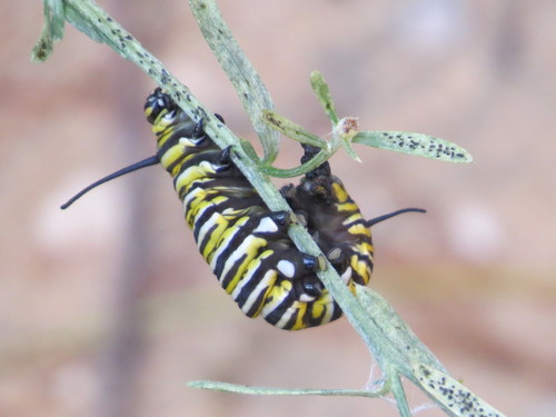 Monarch photographed in Michigan
