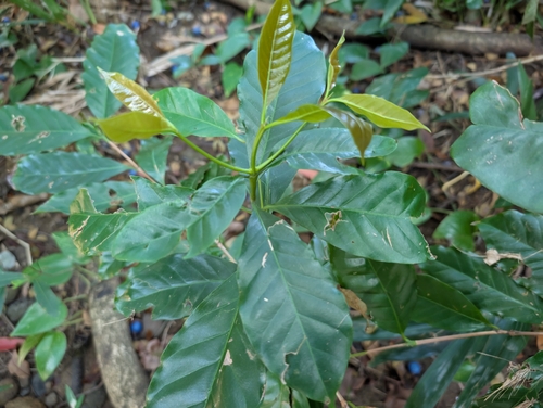 Coffea arabica