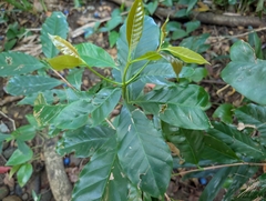 Coffea arabica — photo 3