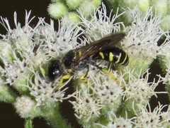 Ectemnius arcuatus