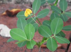 Arachis duranensis