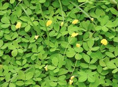 Arachis duranensis
