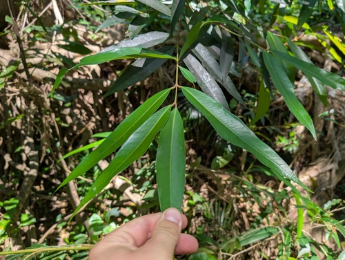 Syzygium jambos