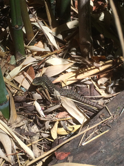 Elgaria coerulea coerulea