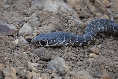 Cyprus Whip Snake photo 5