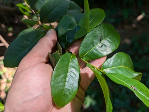 Ochna thomasiana