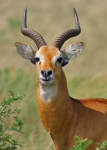Kob