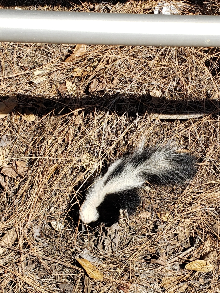 Striped Skunk from California State Polytechnic University, Pomona on ...