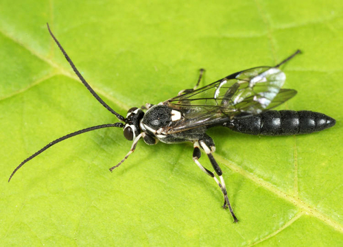 Coelichneumon navus