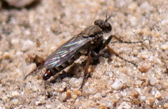 Lasiopogon
