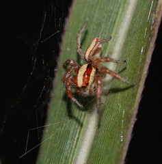 Cytaea alburna