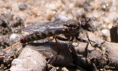 Lasiopogon