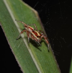 Cytaea alburna
