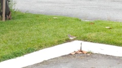 Charadrius vociferus