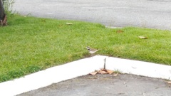 Charadrius vociferus