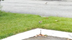 Charadrius vociferus