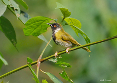 Apalis personata