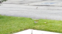 Charadrius vociferus