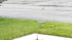 Charadrius vociferus