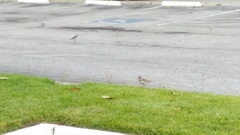 Charadrius vociferus