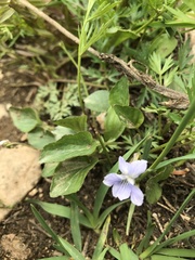 Rostratae