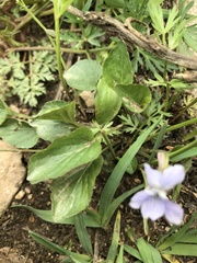 Rostratae