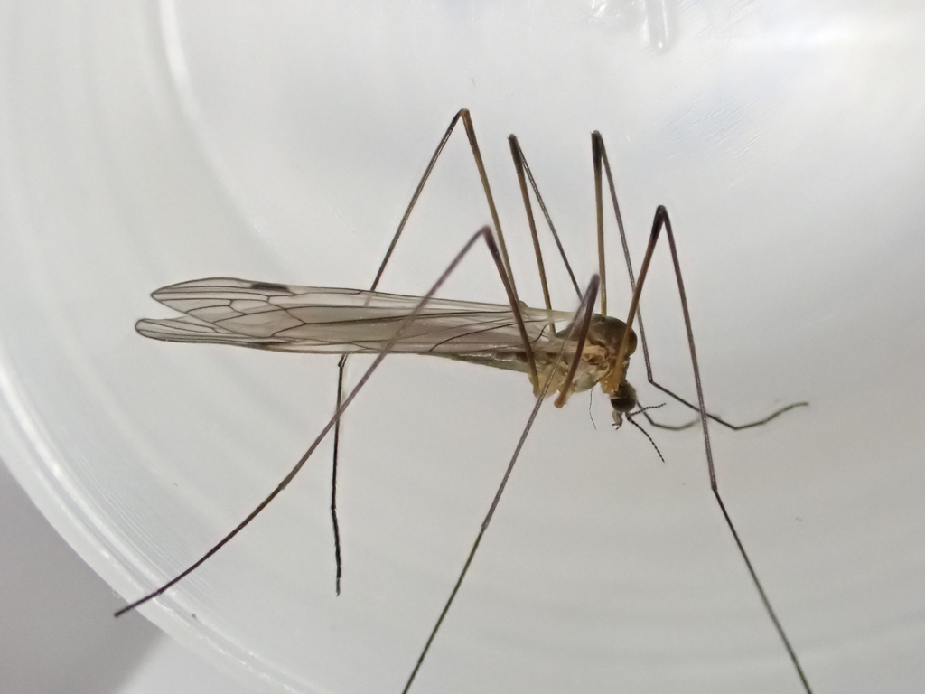 Dicranomyia autumnalis