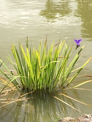 Iris laevigata