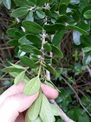 Melicytus orarius
