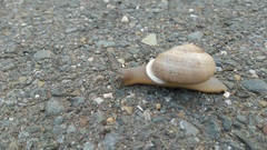 Otala lactea