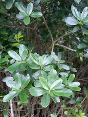 Melicytus orarius