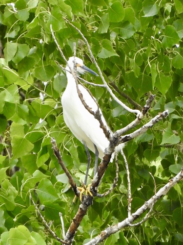 Snowy Egret photographed in Kansas
