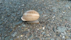 Otala lactea