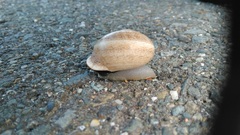 Otala lactea