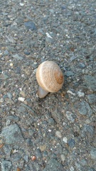 Otala lactea