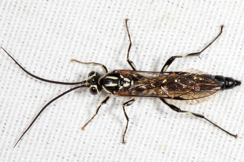 Coelichneumon pulcher