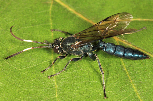 Coelichneumon sassacus