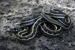 Thamnophis cyrtopsis cyrtopsis