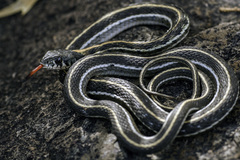 Thamnophis cyrtopsis cyrtopsis