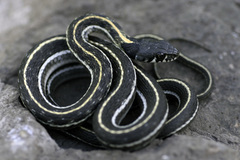 Thamnophis cyrtopsis cyrtopsis