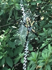 Argiope aurantia
